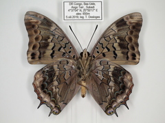 Charaxes cedreatis