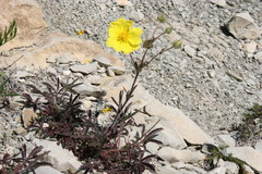 Potentilla sphenophylla