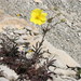 Potentilla sphenophylla - Photo (c) ramazan_murtazaliev, alguns direitos reservados (CC BY-NC), uploaded by ramazan_murtazaliev