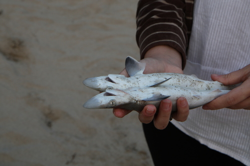 Brazilian sharpnose shark (Rhizoprionodon lalandii) — Carcharhinidae — 5