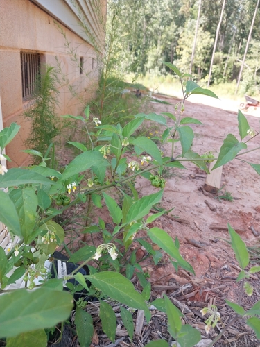 Solanum nigrescens