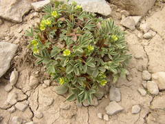 Sibbaldia parviflora
