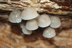 Mycena arcangeliana