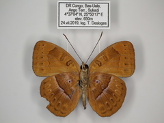 Euriphene goniogramma