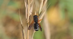 Notanthidium steloides