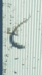 Hemidactylus frenatus