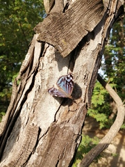 Myscelia ethusa ethusa