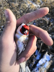 Carduelis carduelis