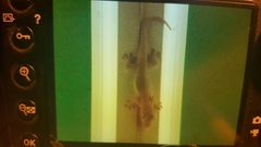 Hemidactylus frenatus