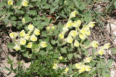 Scutellaria novorossica