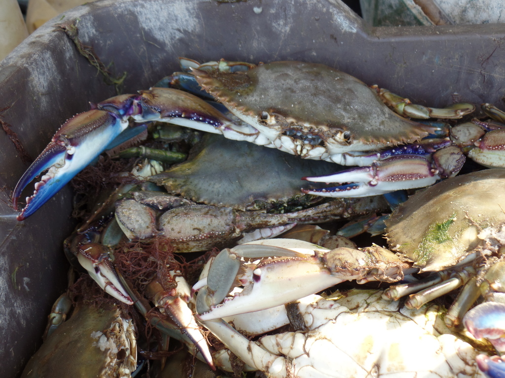 warrior swimming crab
