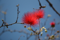 Calliandra haematocephala