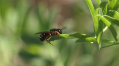 Notanthidium steloides