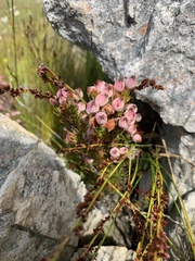 Erica holosericea