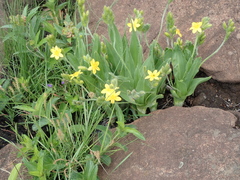 Hypoxis galpinii