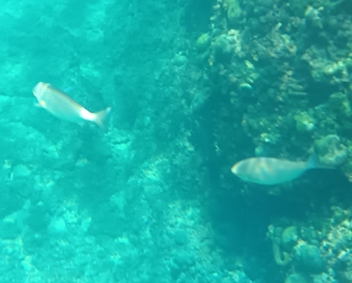 Sarpa salpa