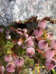 Erica holosericea
