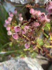 Erica holosericea