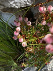 Erica holosericea