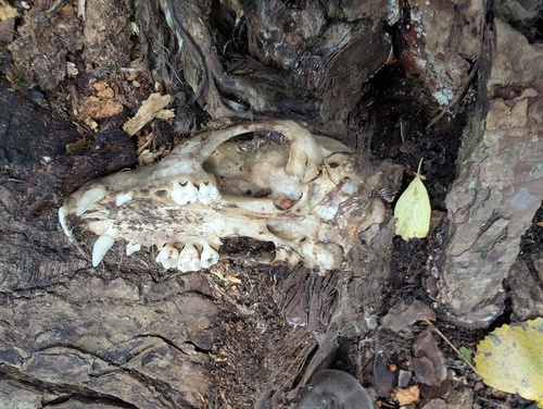 Common Raccoon photographed in Minnesota