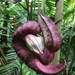 Aristolochia gorgona - Photo (c) timendez, some rights reserved (CC BY-NC), uploaded by timendez