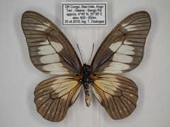 Graphium schubotzi schubotzi