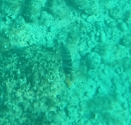 Serranus scriba