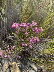 Erica labialis