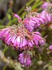 Erica labialis