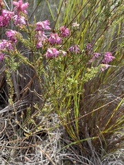 Erica labialis