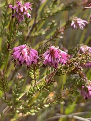Erica labialis