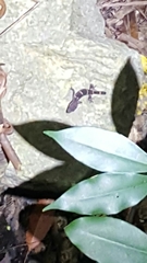 Goniurosaurus kuroiwae