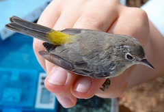 Leiothlypis virginiae