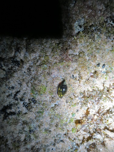 Strigatella litterata observed 2016-11-30
