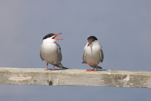 Charrán común (Sterna hirundo)