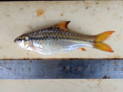 Diamouangana's barb (Enteromius diamouanganai) — Cyprinidae — 2