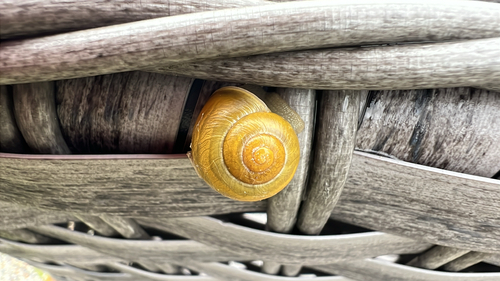 Cepaea