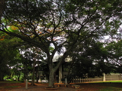 Copaifera langsdorffii