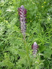 Pedicularis atropurpurea
