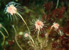 Ectopleura crocea