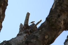 Zonotrichia capensis