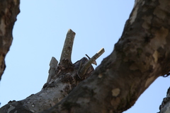 Zonotrichia capensis