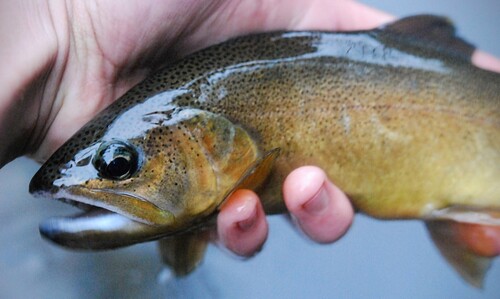 Gila-forel (Oncorhynchus gilae) — Salmonidae — 5