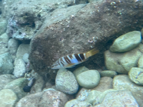 Serranus scriba