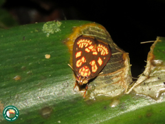 Himmacia