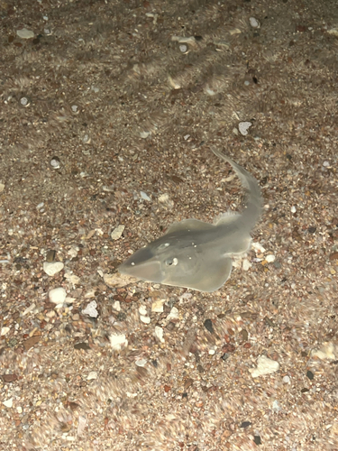 Glaucostegus halavi observed 2025-09-12