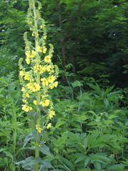 Verbascum pyramidatum