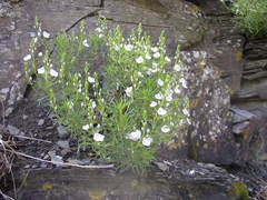 Veronica filifolia