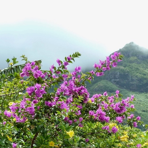 Bougainvillea glabra