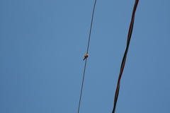 Hirundinea ferruginea
